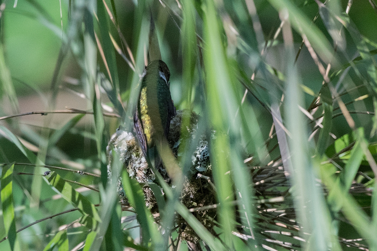 DPPhotography - Costa rica - Volcano hummingbird - B.jpg - Volcano hummingbird nest - San Gerardo de Dota, Costa Rica