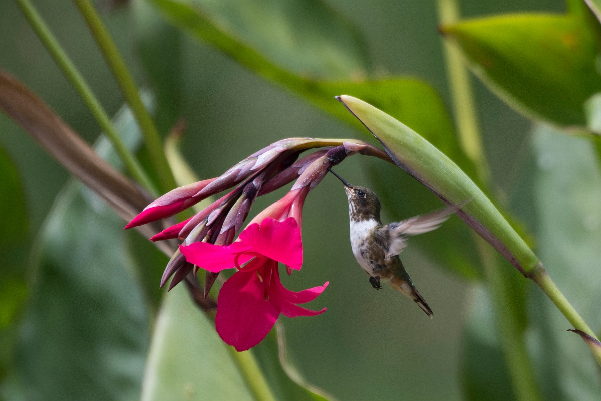 DPPhotography - Costa rica - Volcano hummingbird - D.jpg - Volcano hummingbird - San Gerardo de Dota, Costa Rica