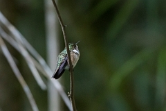 DPPhotography - Costa rica - Volcano hummingbird - A