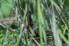 DPPhotography - Costa rica - Volcano hummingbird - B
