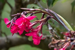 DPPhotography - Costa rica - Volcano hummingbird - C