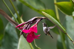 DPPhotography - Costa rica - Volcano hummingbird - D