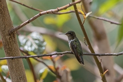 DPPhotography - Costa rica - Volcano hummingbird - E