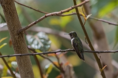 DPPhotography - Costa rica - Volcano hummingbird - F