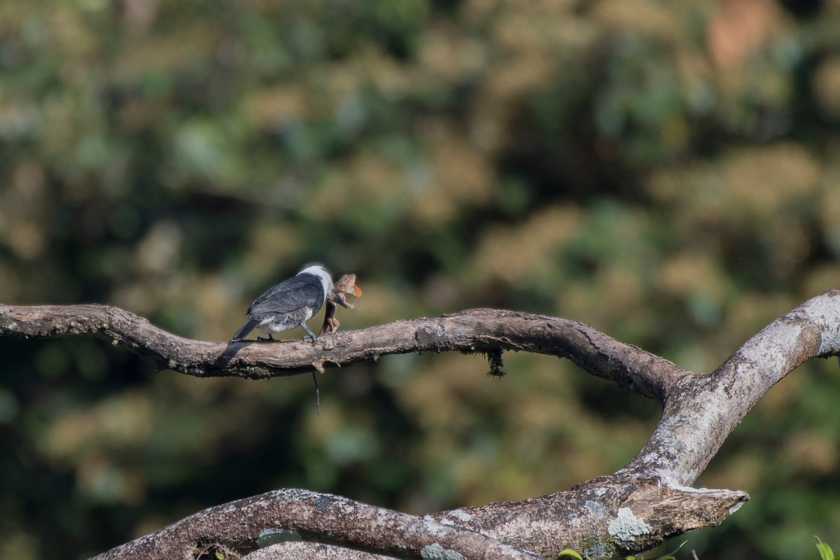 DPPhotography - Costa rica - White-collared puffbird - D.jpg - White-collared puffbird - La Selva Biological Station, Costa Rica