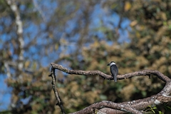 DPPhotography - Costa rica - White-collared puffbird - A