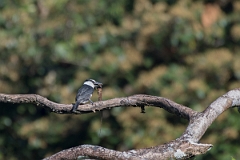 DPPhotography - Costa rica - White-collared puffbird - C
