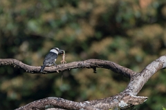 DPPhotography - Costa rica - White-collared puffbird - E
