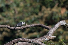 DPPhotography - Costa rica - White-collared puffbird - F