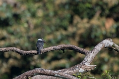 DPPhotography - Costa rica - White-collared puffbird - G