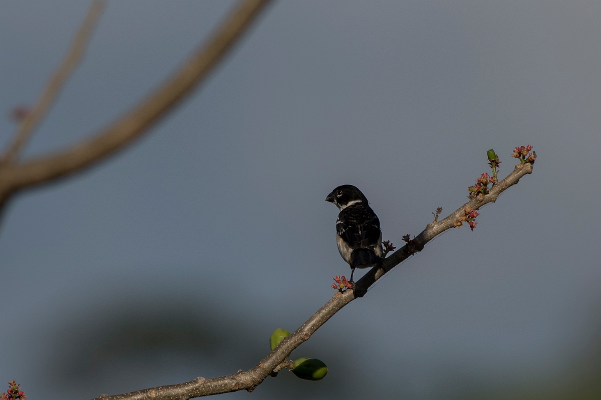 DPPhotography - Costa rica - White-collared seedeater - A.jpg - White-collared seedeater - El Remanso, Costa Rica