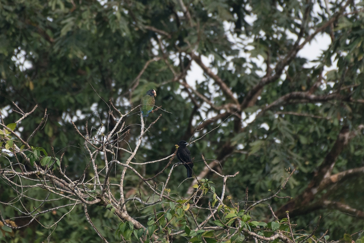 DPPhotography - Costa rica - White-crowned parrot - A.jpg - White-crowned parrot - Tortuguero, Costa Rica