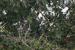 DPPhotography - Costa rica - White-crowned parrot - A