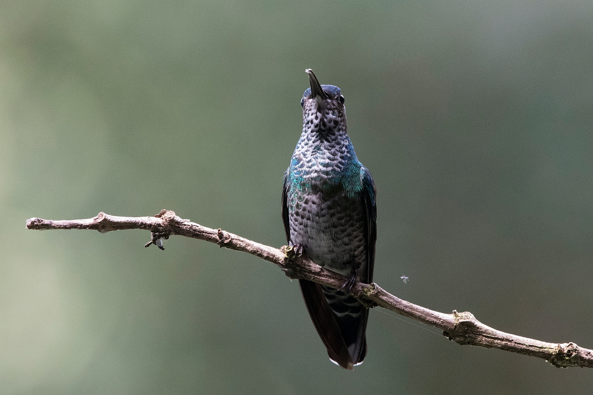 DPPhotography - Costa rica - White-necked jacobin - C.jpg - White-necked jacobin, female - Rancho Naturalista, Costa Rica