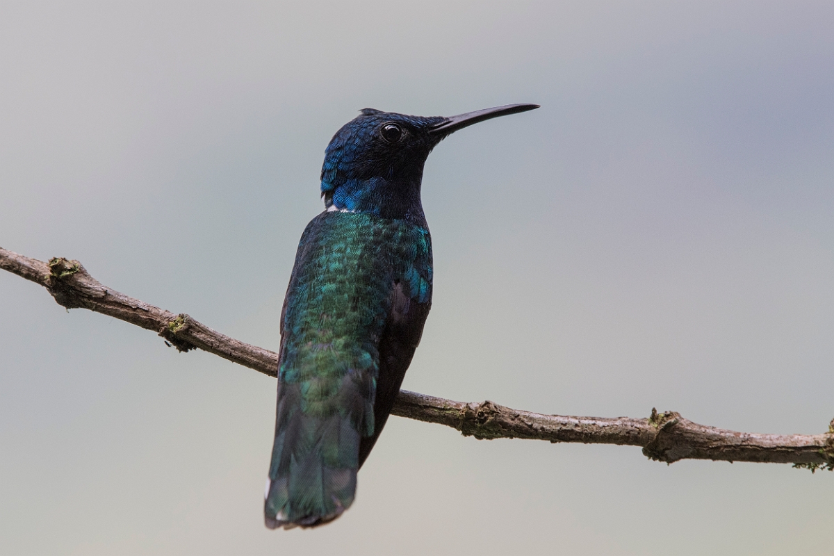 DPPhotography - Costa rica - White-necked jacobin - F.jpg - White-necked jacobin, male - Rancho Naturalista, Costa Rica