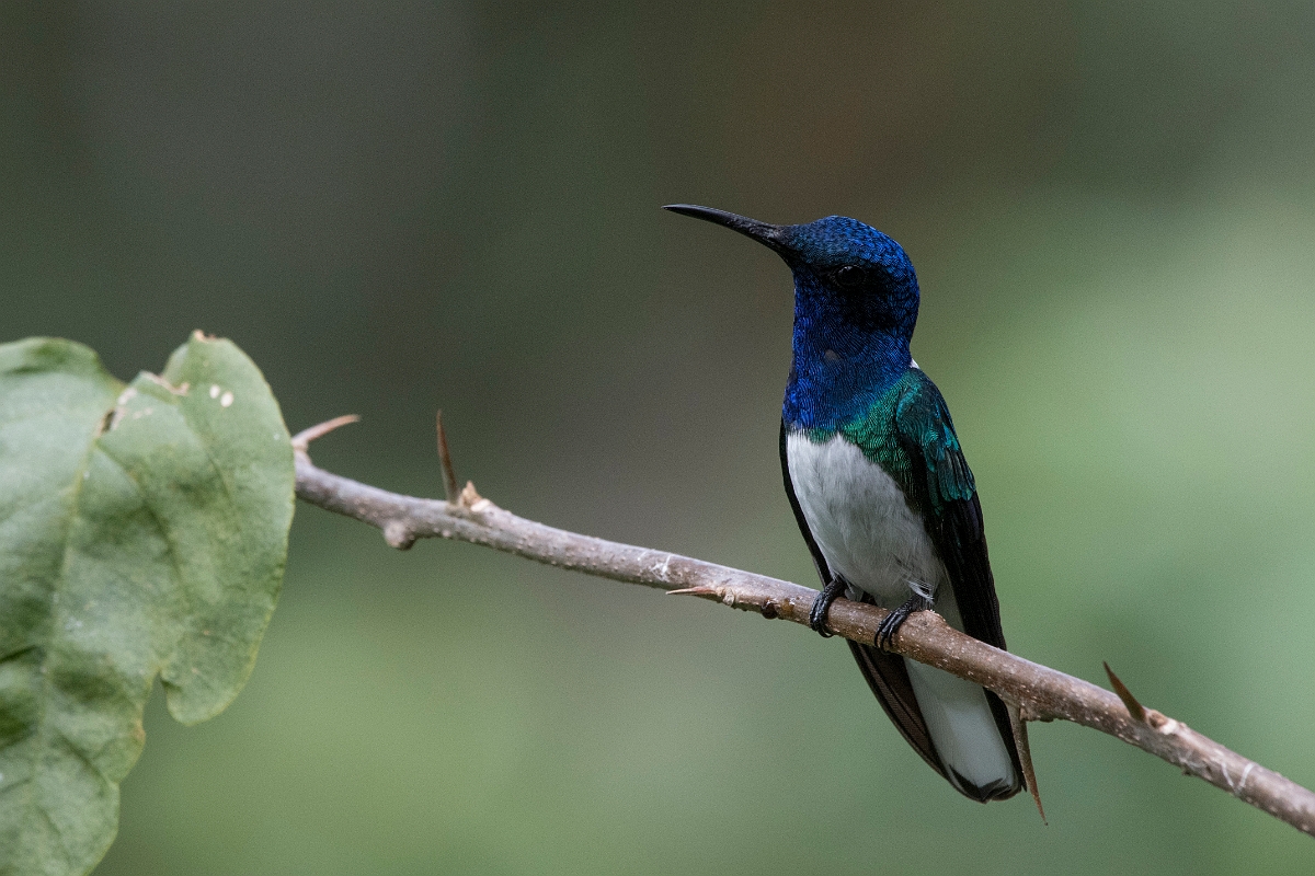 DPPhotography - Costa rica - White-necked jacobin - H.jpg - White-necked jacobin, male - Rancho Naturalista, Costa Rica
