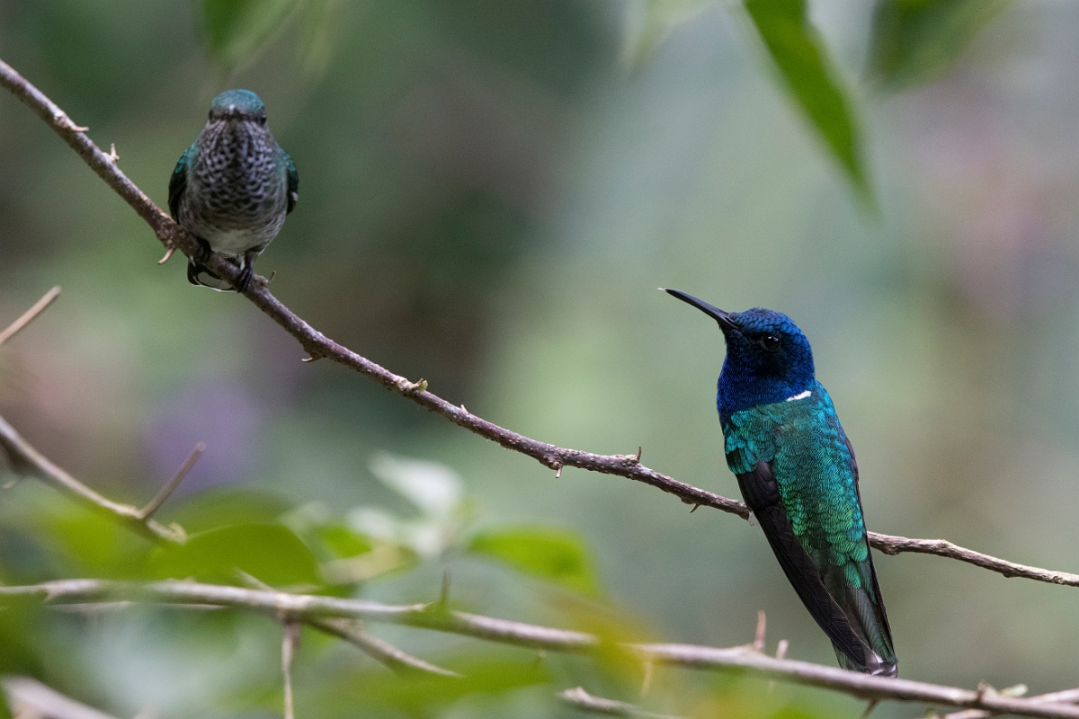 DPPhotography - Costa rica - White-necked jacobin - J.jpg - White-necked jacobin, pair - Rancho Naturalista, Costa Rica