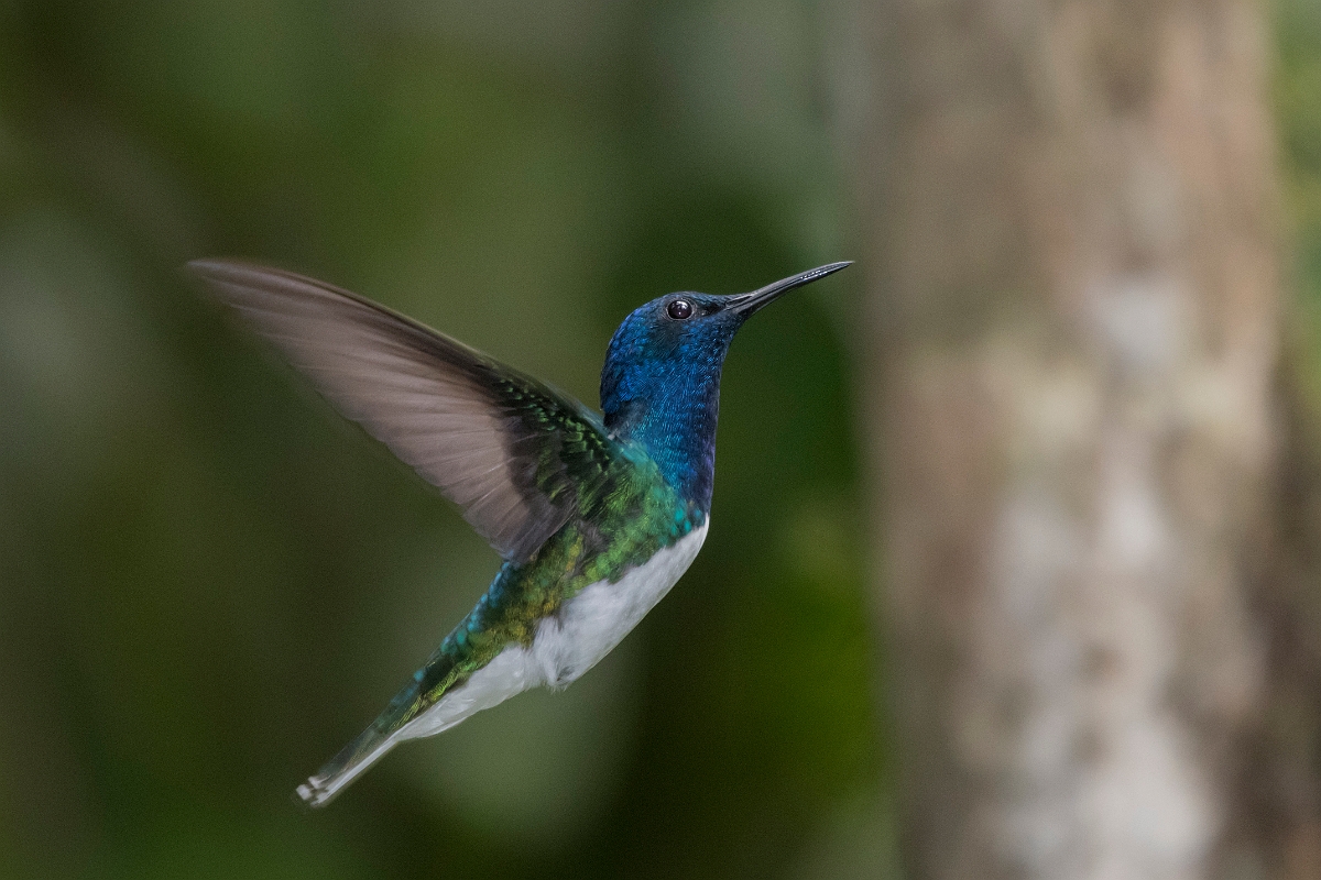 DPPhotography - Costa rica - White-necked jacobin - Q.jpg - White-necked jacobin, male - Rancho Naturalista, Costa Rica