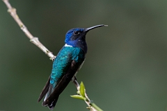 DPPhotography - Costa rica - White-necked jacobin - A