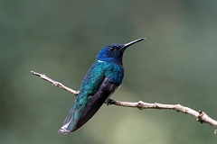 DPPhotography - Costa rica - White-necked jacobin - B