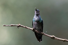 DPPhotography - Costa rica - White-necked jacobin - C