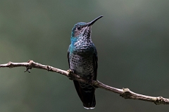 DPPhotography - Costa rica - White-necked jacobin - D