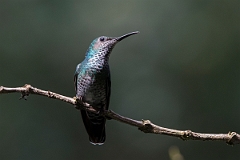 DPPhotography - Costa rica - White-necked jacobin - E