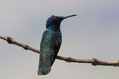 DPPhotography - Costa rica - White-necked jacobin - F