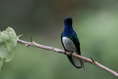 DPPhotography - Costa rica - White-necked jacobin - G