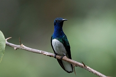 DPPhotography - Costa rica - White-necked jacobin - I
