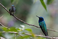 DPPhotography - Costa rica - White-necked jacobin - J
