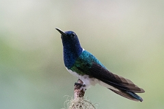 DPPhotography - Costa rica - White-necked jacobin - K