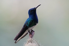 DPPhotography - Costa rica - White-necked jacobin - L