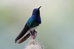 DPPhotography - Costa rica - White-necked jacobin - M