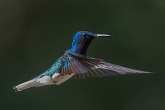 DPPhotography - Costa rica - White-necked jacobin - N