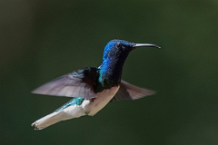 DPPhotography - Costa rica - White-necked jacobin - O