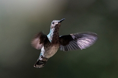 DPPhotography - Costa rica - White-necked jacobin - P
