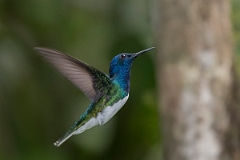 DPPhotography - Costa rica - White-necked jacobin - Q
