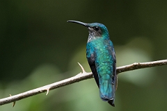 DPPhotography - Costa rica - White-necked jacobin - R