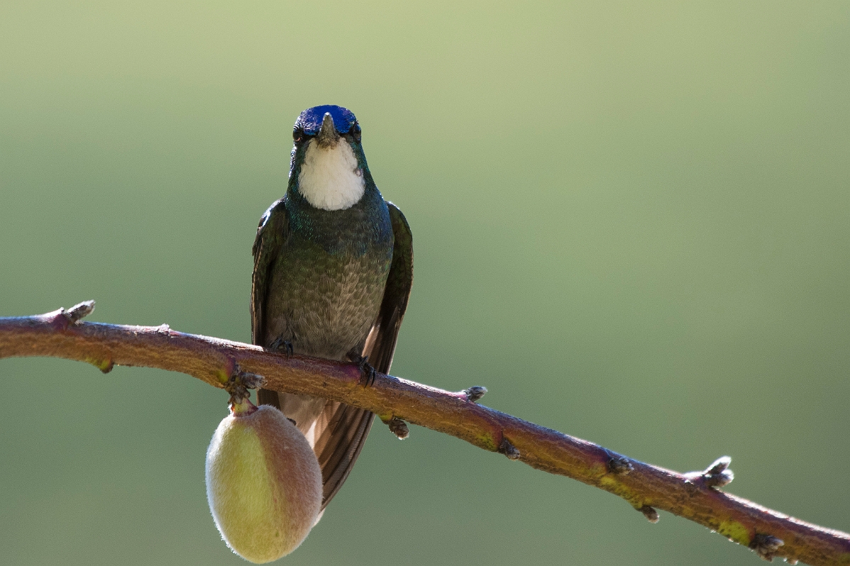 DPPhotography - Costa rica - White-throated mountain-gem - B.jpg - White-throated mountain-gem - San Gerardo de Dota, Costa Rica