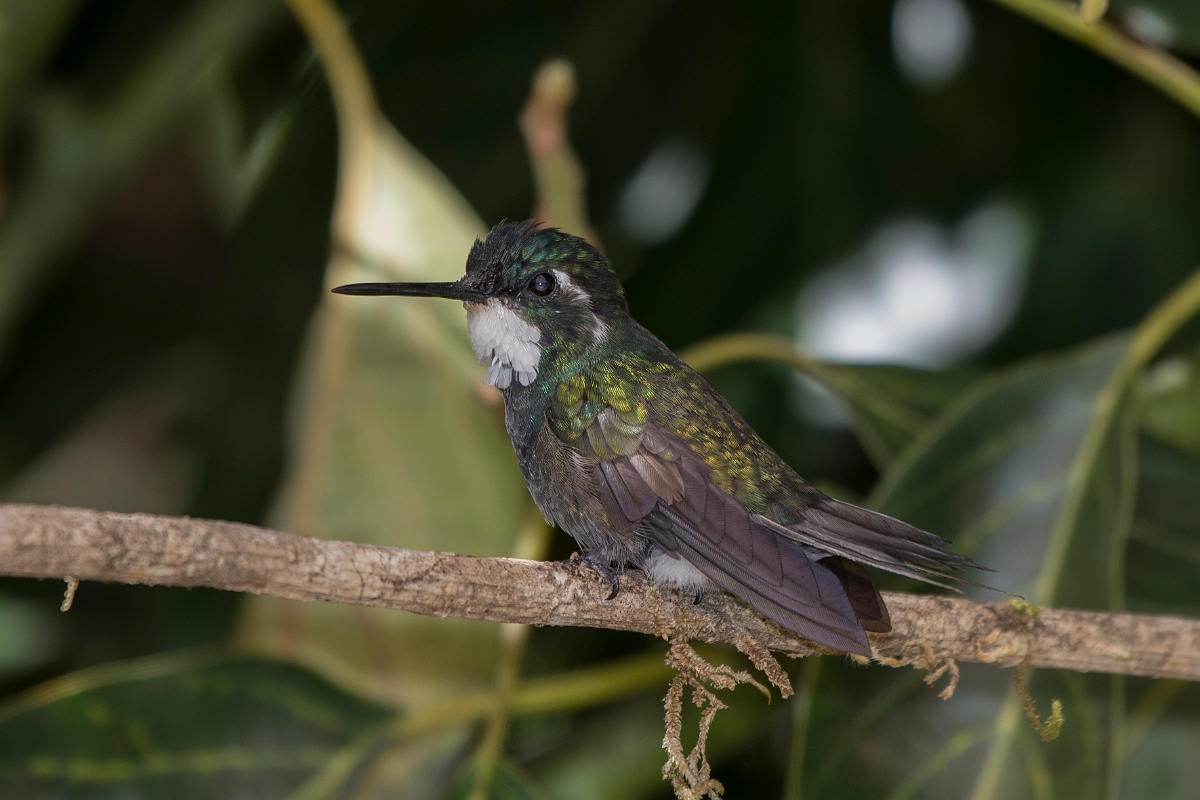 DPPhotography - Costa rica - White-throated mountain-gem - D.jpg - White-throated mountain-gem - San Gerardo de Dota, Costa Rica