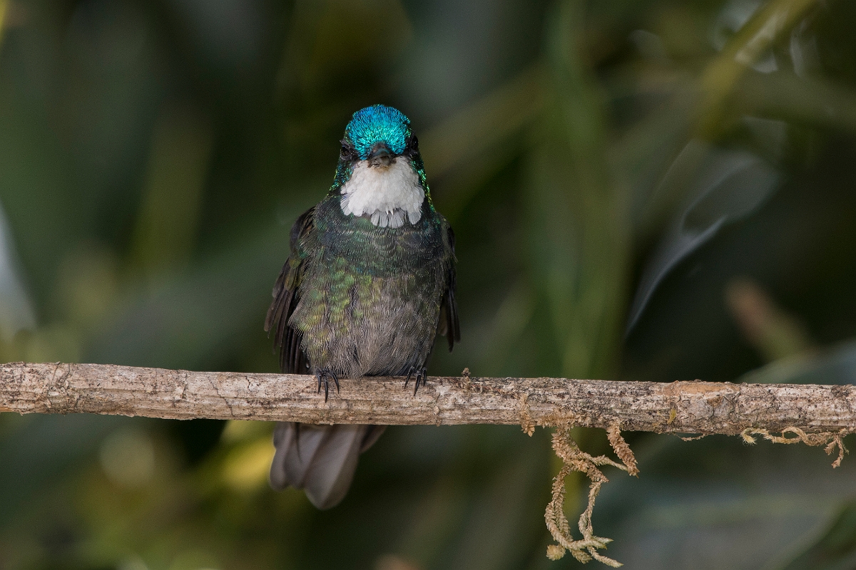 DPPhotography - Costa rica - White-throated mountain-gem - H.jpg - White-throated mountain-gem - San Gerardo de Dota, Costa Rica