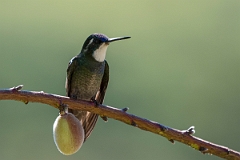 DPPhotography - Costa rica - White-throated mountain-gem - A