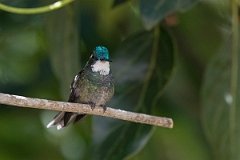 DPPhotography - Costa rica - White-throated mountain-gem - C
