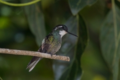 DPPhotography - Costa rica - White-throated mountain-gem - E