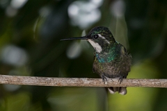 DPPhotography - Costa rica - White-throated mountain-gem - F