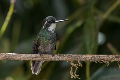 DPPhotography - Costa rica - White-throated mountain-gem - G