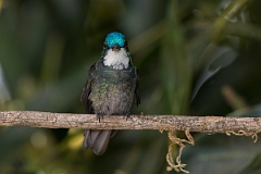 DPPhotography - Costa rica - White-throated mountain-gem - H