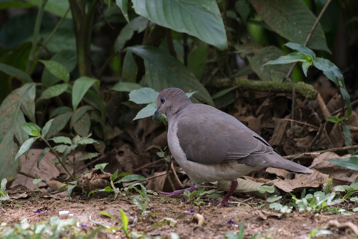 DPPhotography - Costa rica - White-tipped dove - B.jpg - White-tipped dove - Rancho Naturalista, Costa Rica