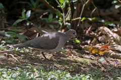 DPPhotography - Costa rica - White-tipped dove - A